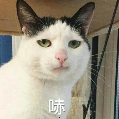 吃瓜娱乐的喵哥是谁啊图片